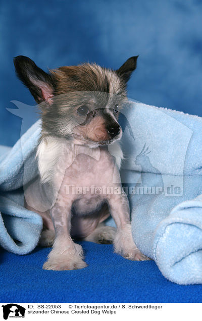 sitzender Chinese Crested Dog Welpe / SS-22053