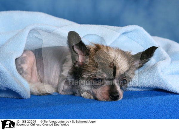 liegender Chinese Crested Dog Welpe / SS-22055