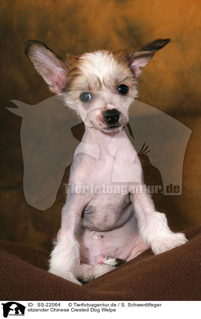 sitzender Chinese Crested Dog Welpe / SS-22064