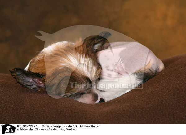 Chinese Crested Dog Welpe / Chinese Crested Dog Puppy / SS-22071