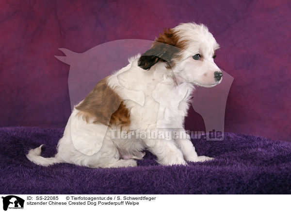 Chinese Crested Dog Powderpuff Welpe / Chinese Crested Dog Powderpuff Puppy / SS-22085