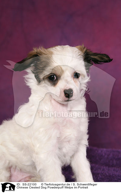 Chinese Crested Dog Powderpuff Welpe / Chinese Crested Dog Powderpuff Puppy / SS-22100