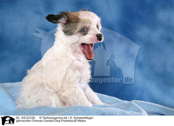ghnender Chinese Crested Dog Powderpuff Welpe / SS-22108