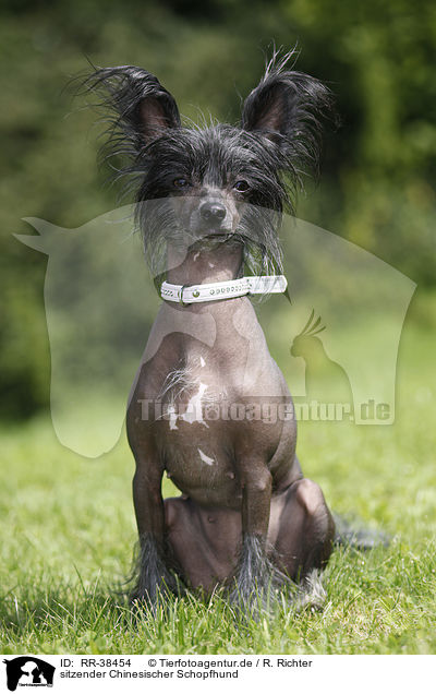 sitzender Chinesischer Schopfhund / sitting Chinese Crested / RR-38454