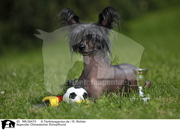 liegender Chinesischer Schopfhund / RR-38470