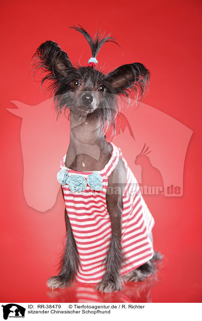 sitzender Chinesischer Schopfhund / RR-38479