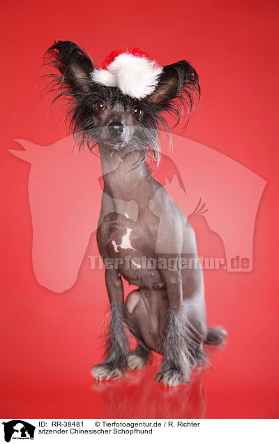 sitzender Chinesischer Schopfhund / sitting Chinese Crested / RR-38481