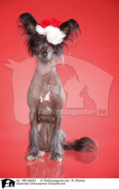 sitzender Chinesischer Schopfhund / sitting Chinese Crested / RR-38483