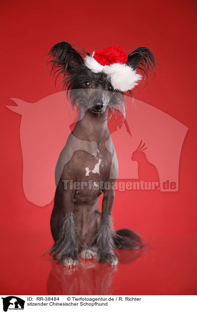 sitzender Chinesischer Schopfhund / sitting Chinese Crested / RR-38484