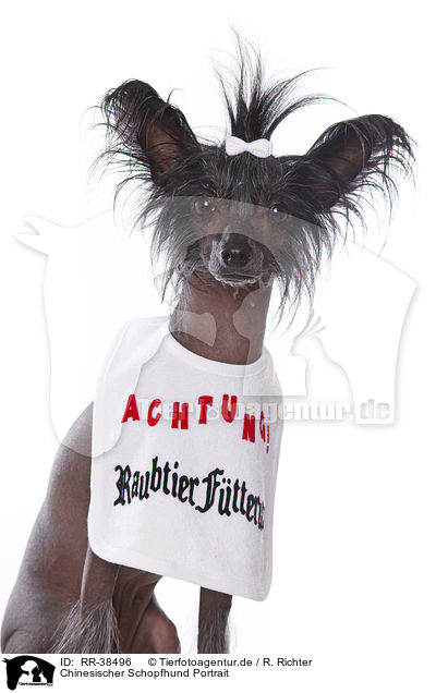 Chinesischer Schopfhund Portrait / Chinese Crested Portrait / RR-38496