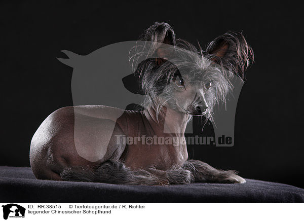 liegender Chinesischer Schopfhund / RR-38515