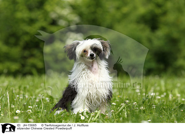 sitzender Chinese Crested Powderpuff / JH-15685