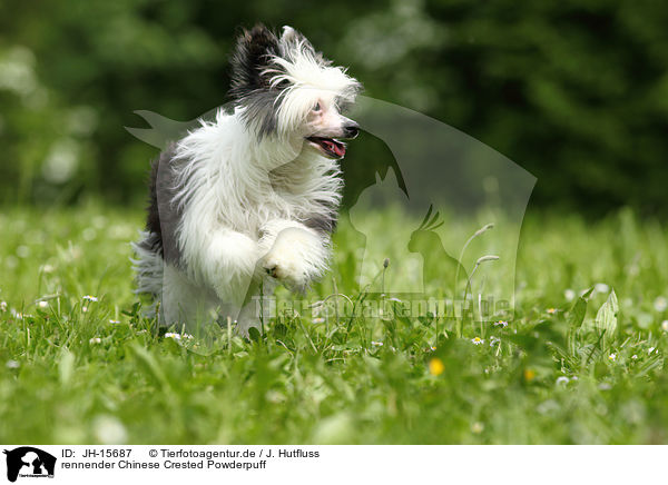 rennender Chinese Crested Powderpuff / running Chinese Crested Powderpuff / JH-15687