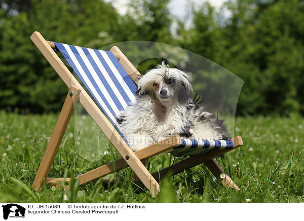 liegender Chinese Crested Powderpuff / JH-15689