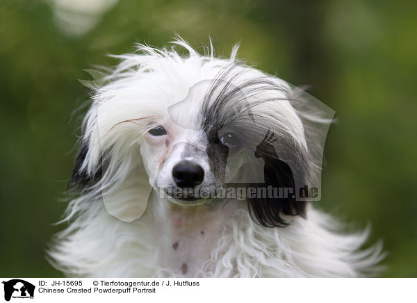 Chinese Crested Powderpuff Portrait / JH-15695