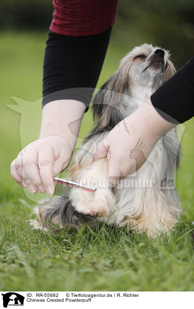 Chinese Crested Powderpuff / RR-55882