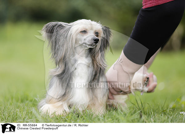 Chinese Crested Powderpuff / Chinese Crested Powderpuff / RR-55884