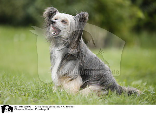 Chinese Crested Powderpuff / Chinese Crested Powderpuff / RR-55895