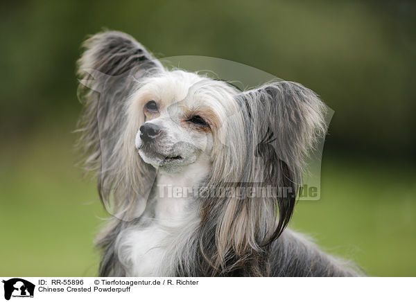 Chinese Crested Powderpuff / Chinese Crested Powderpuff / RR-55896