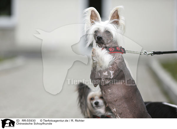Chinesische Schopfhunde / Chinese Crested Dogs / RR-55930