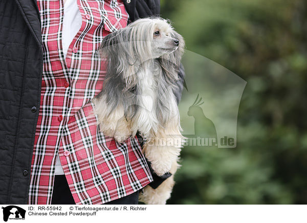 Chinese Crested Powderpuff / Chinese Crested Powderpuff / RR-55942