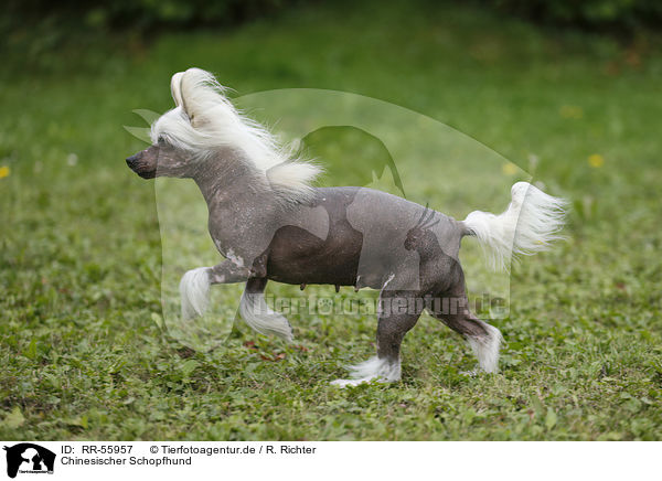 Chinesischer Schopfhund / Chinese Crested Dog / RR-55957