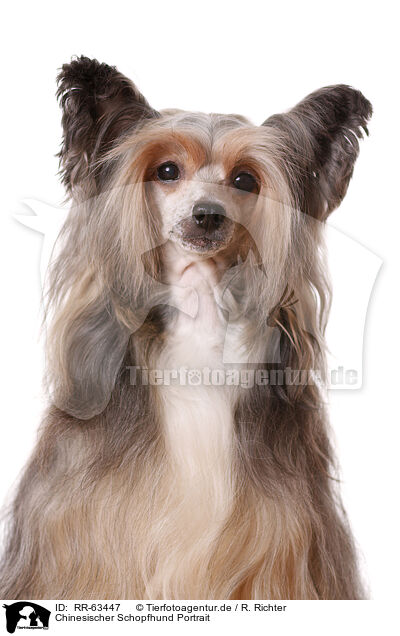 Chinesischer Schopfhund Portrait / Chinese Crested Dog Powder Puff Portrait / RR-63447