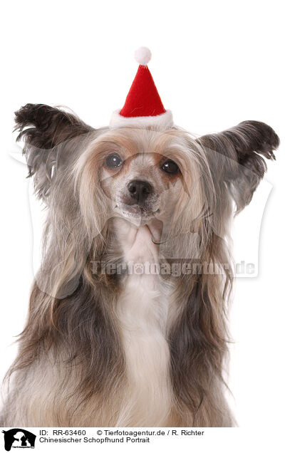 Chinesischer Schopfhund Portrait / Chinese Crested Dog Powder Puff Portrait / RR-63460