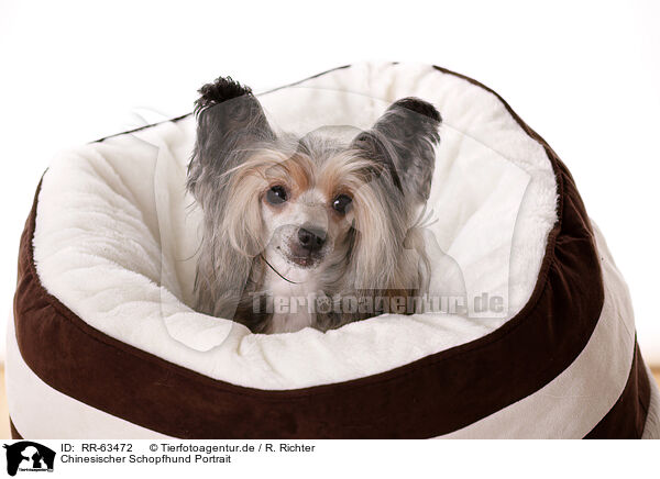 Chinesischer Schopfhund Portrait / Chinese Crested Dog Powder Puff Portrait / RR-63472