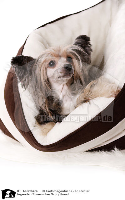 liegender Chinesischer Schopfhund / lying Chinese Crested Dog Powder Puff / RR-63474