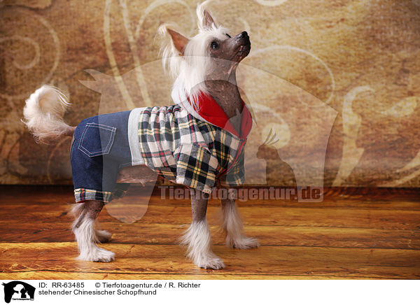 stehender Chinesischer Schopfhund / standing Chinese Crested Dog / RR-63485