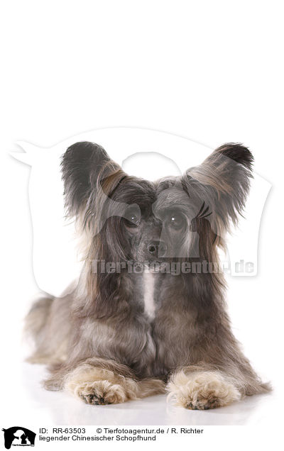 liegender Chinesischer Schopfhund / lying Chinese Crested Dog Powder Puff / RR-63503