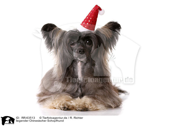 liegender Chinesischer Schopfhund / lying Chinese Crested Dog Powder Puff / RR-63513