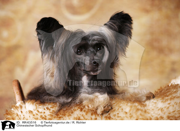 Chinesischer Schopfhund / Chinese Crested Dog Powder Puff / RR-63516
