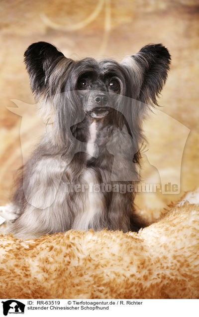 sitzender Chinesischer Schopfhund / sitting Chinese Crested Dog Powder Puff / RR-63519