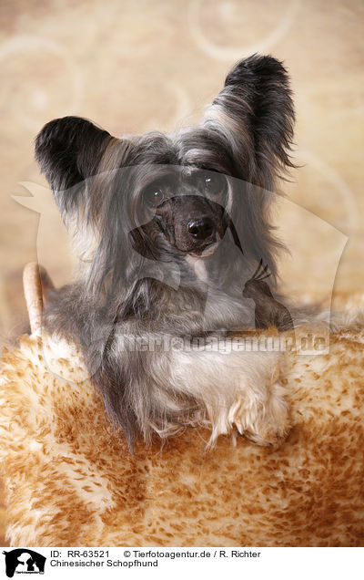 Chinesischer Schopfhund / RR-63521
