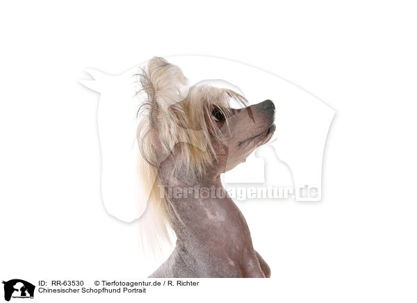 Chinesischer Schopfhund Portrait / RR-63530