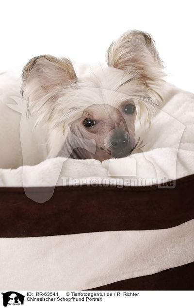 Chinesischer Schopfhund Portrait / RR-63541