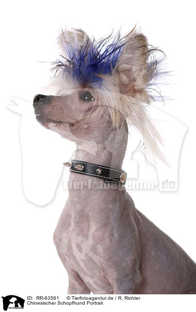 Chinesischer Schopfhund Portrait / Chinese Crested Dog Portrait / RR-63561