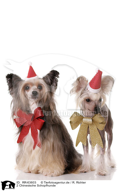 2 Chinesische Schopfhunde / 2 Chinese Crested Dogs / RR-63603