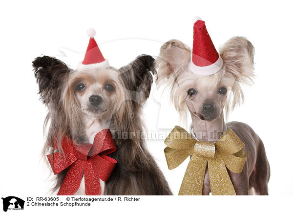2 Chinesische Schopfhunde / 2 Chinese Crested Dogs / RR-63605