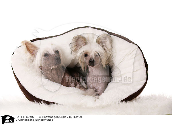 2 Chinesische Schopfhunde / 2 Chinese Crested Dogs / RR-63607