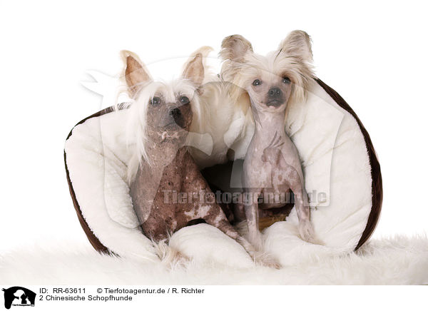 2 Chinesische Schopfhunde / RR-63611
