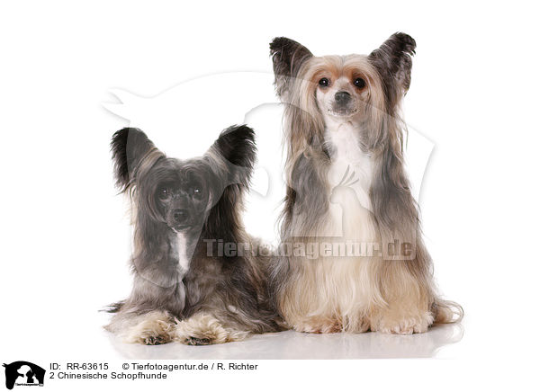 2 Chinesische Schopfhunde / 2 Chinese Crested Dogs / RR-63615