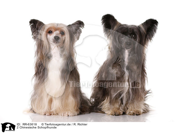 2 Chinesische Schopfhunde / 2 Chinese Crested Dogs / RR-63618