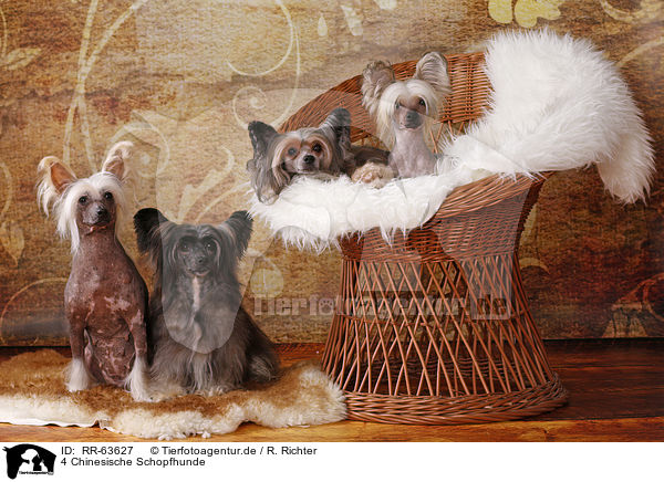 4 Chinesische Schopfhunde / 4 Chinese Crested Dogs / RR-63627