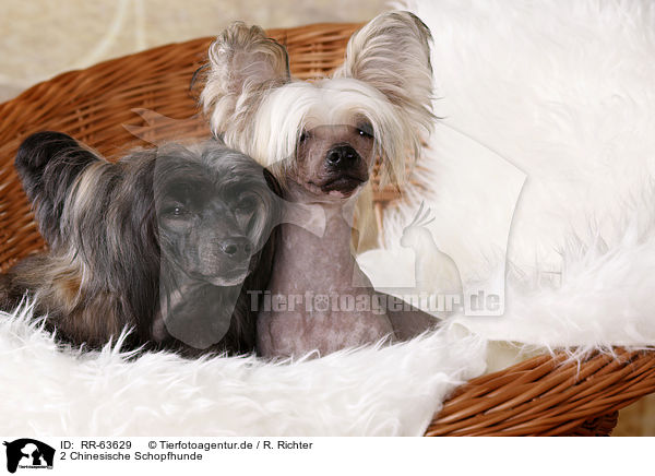 2 Chinesische Schopfhunde / 2 Chinese Crested Dogs / RR-63629