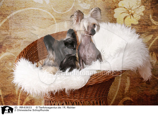 2 Chinesische Schopfhunde / 2 Chinese Crested Dogs / RR-63633