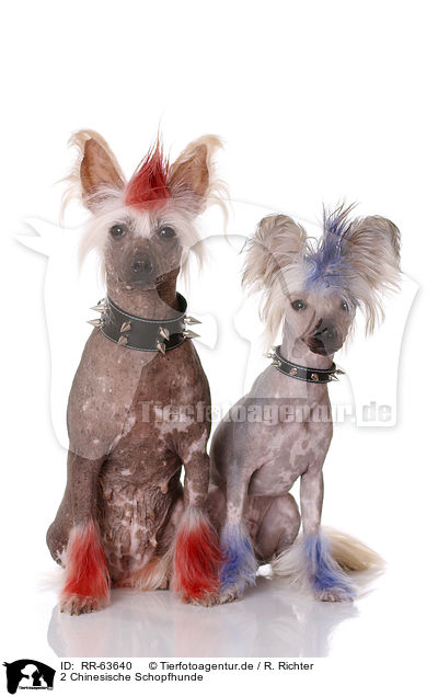 2 Chinesische Schopfhunde / 2 Chinese Crested Dogs / RR-63640
