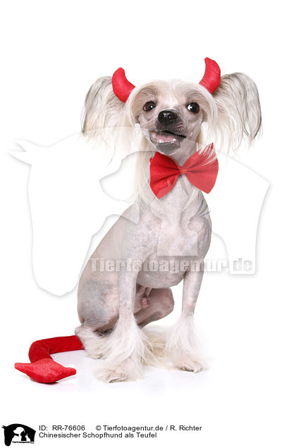 Chinesischer Schopfhund als Teufel / Chinese Crested Dog as devil / RR-76606